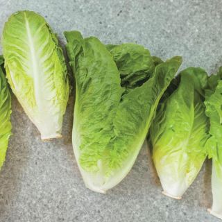 Boronda Lettuce Thumbnail